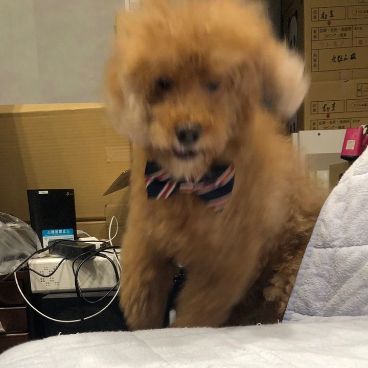 16歳ななちゃんの介護日記