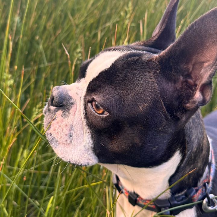 ChopperTheBoston