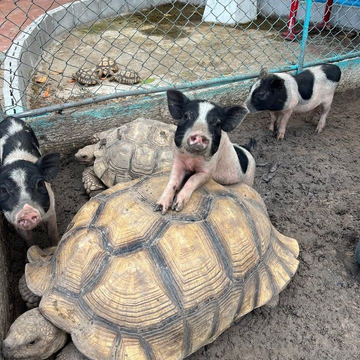 EVA01