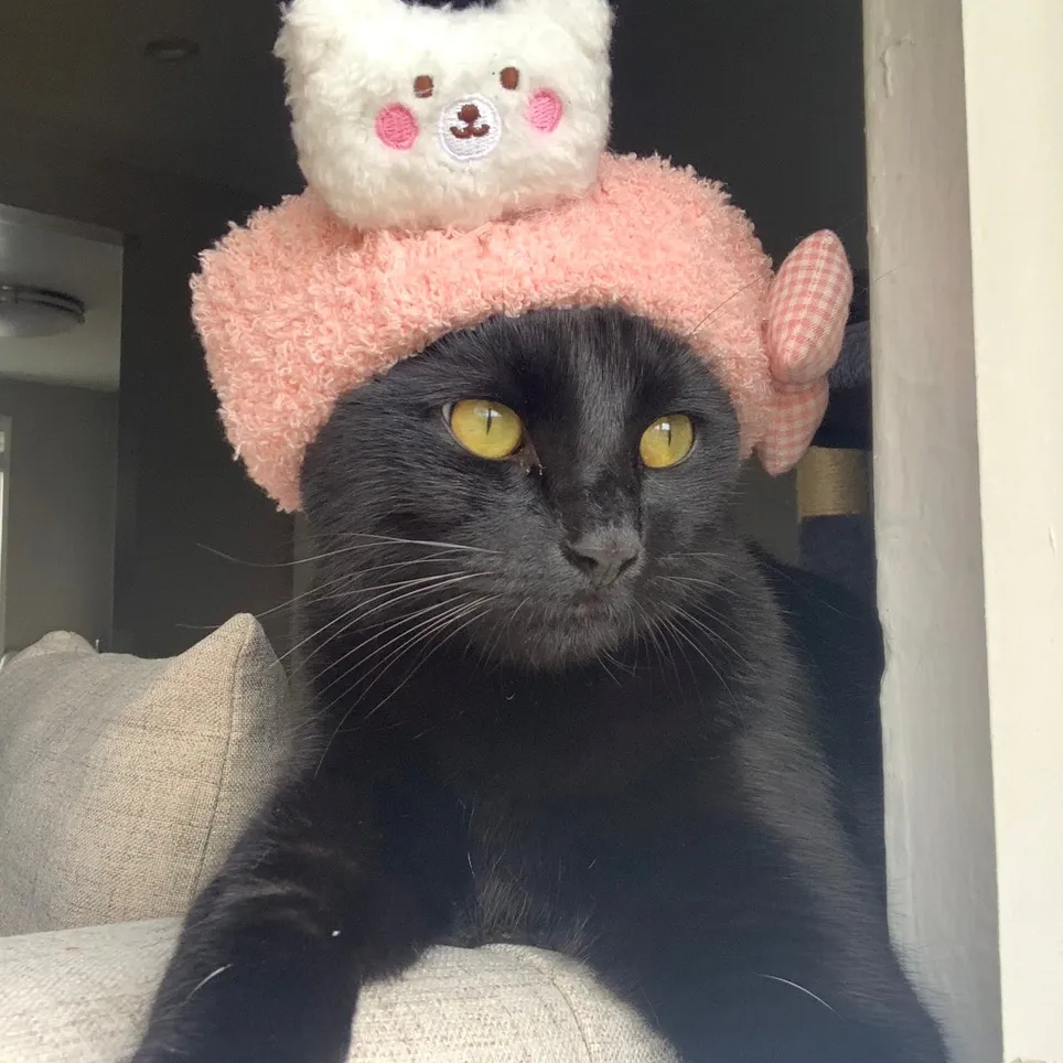 pawfectlife