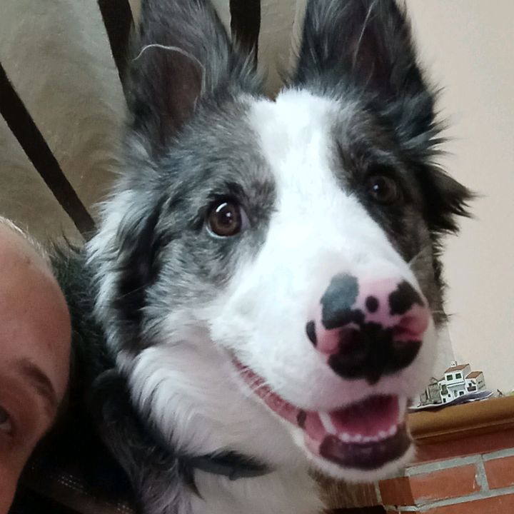 THOR.border.collie