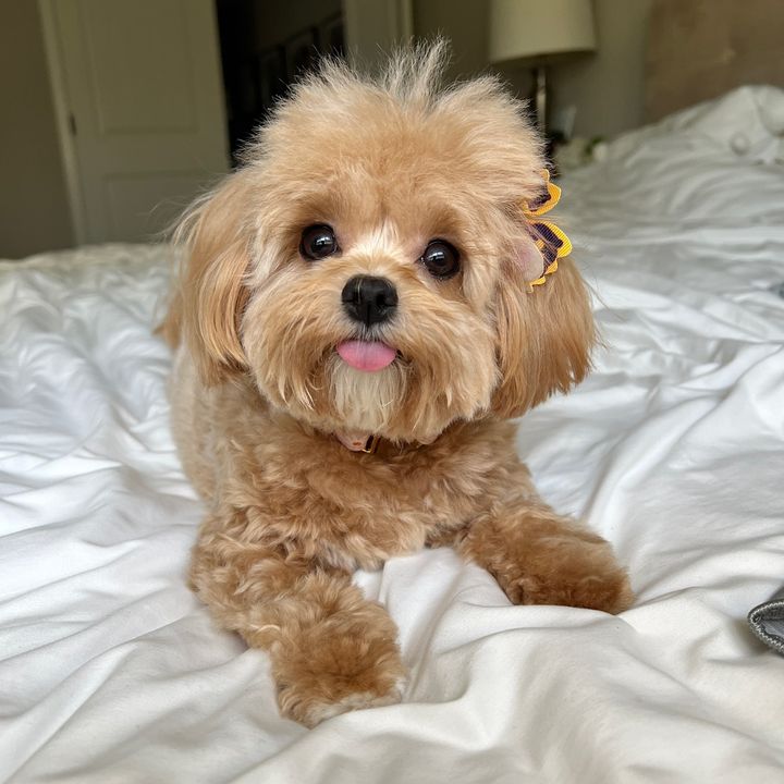 RosiesPawfectLife