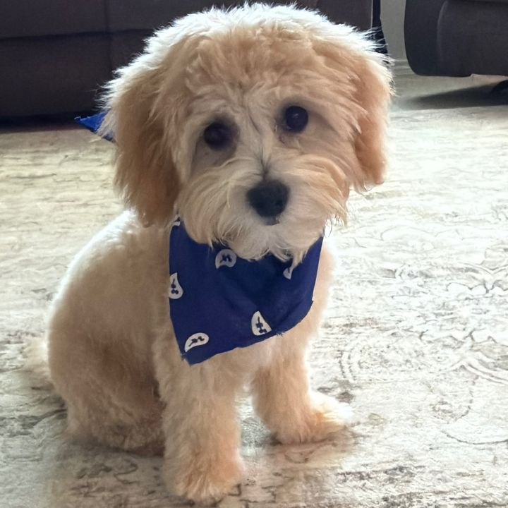 Otto 🐾