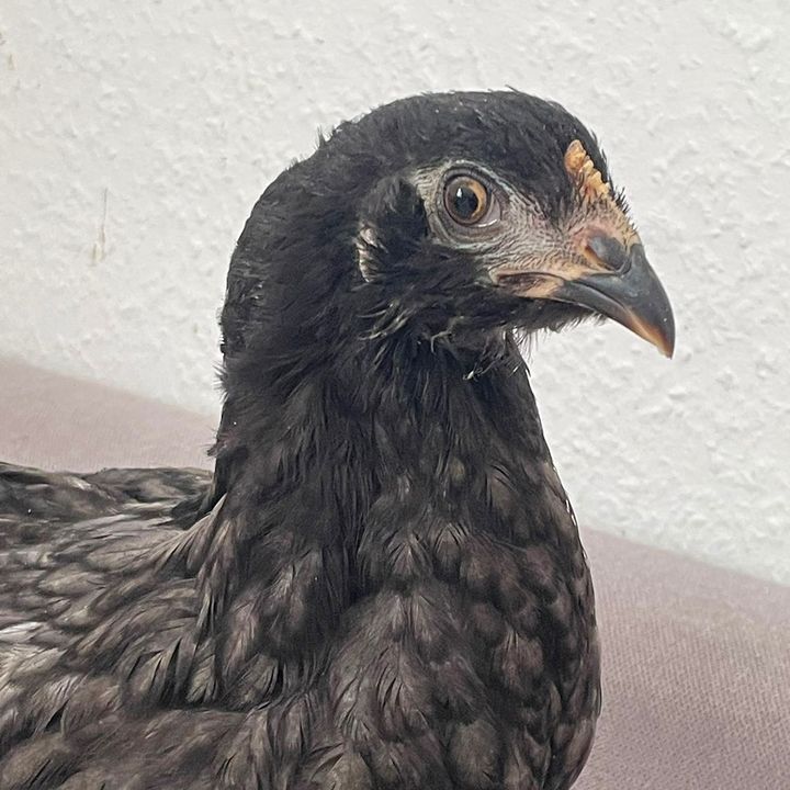 Hühner Engel