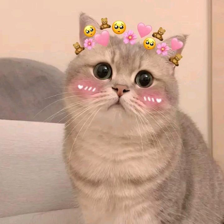 Cute Pets