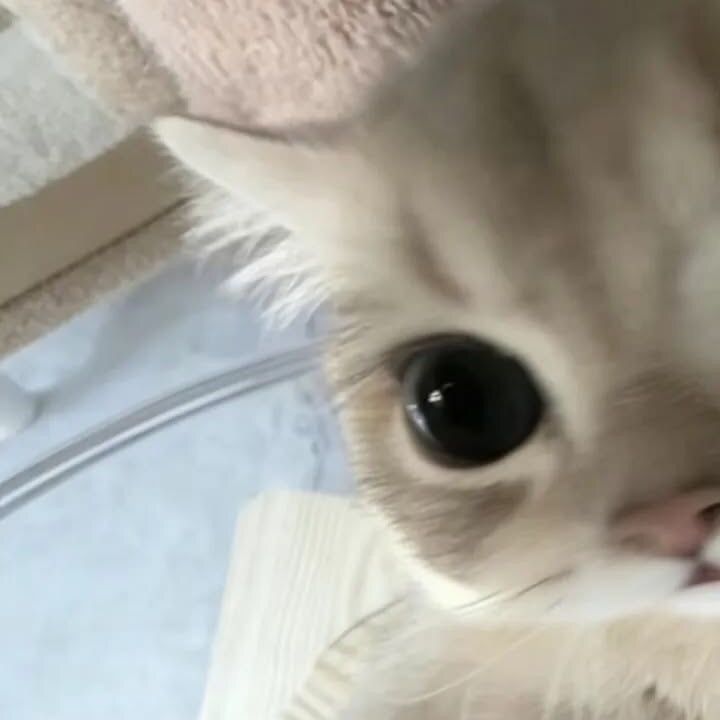 cchocolatt33