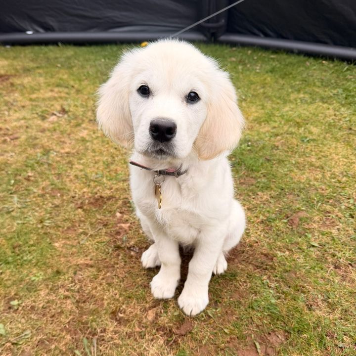 LunatheGolden2026