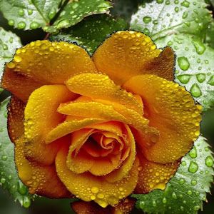 Eugenia Nia