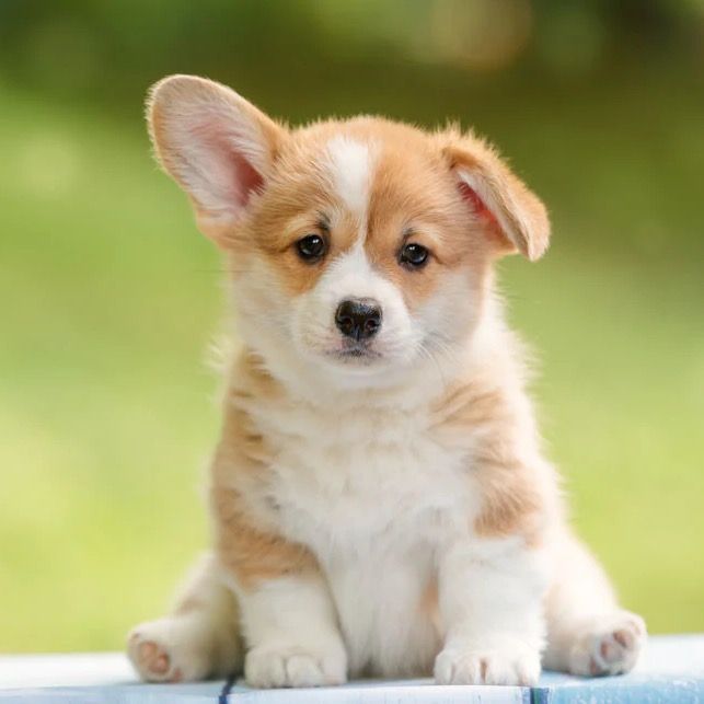 FunnyPets