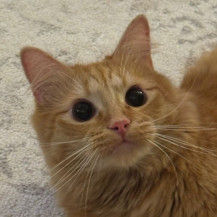 johnny the cat