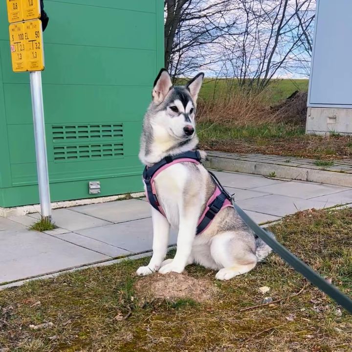 Pikatchu the Husky