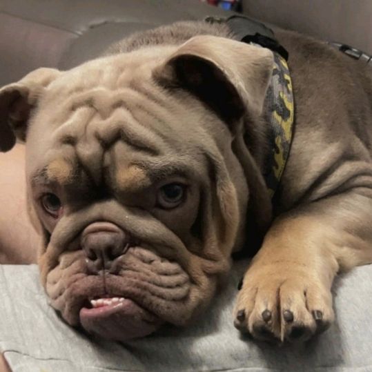 BronsonTheBulldog