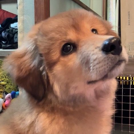 お山生まれ田舎育ち　ぽちゃ