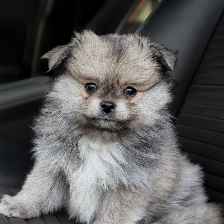 Edgar the Pomchi