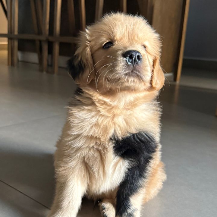 Bernie The Golden Retriever