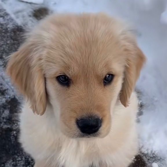 Owo