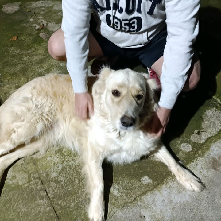 doglove70