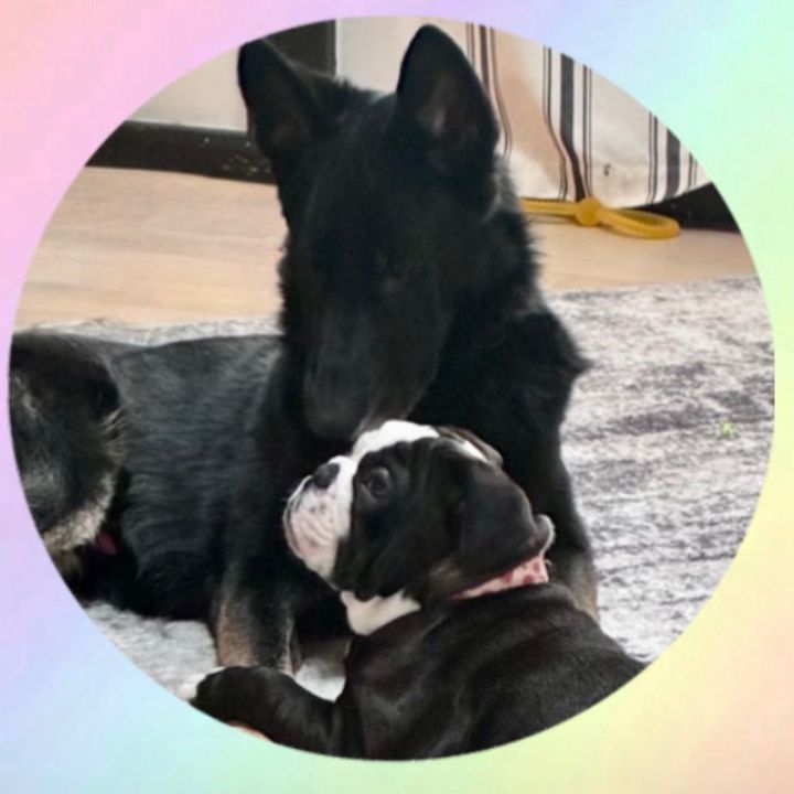 Luna and Shadow
