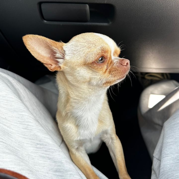 Mafi🐶Chihuahua