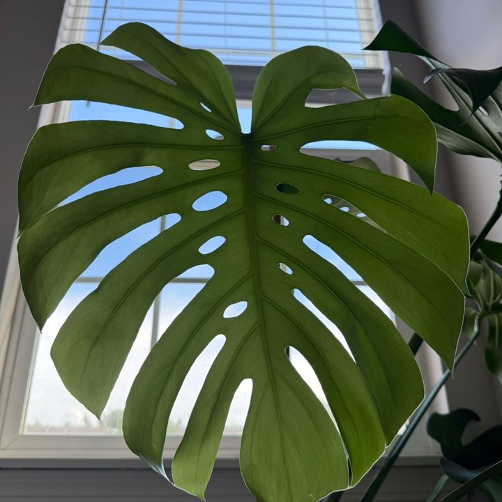 The Plant Father