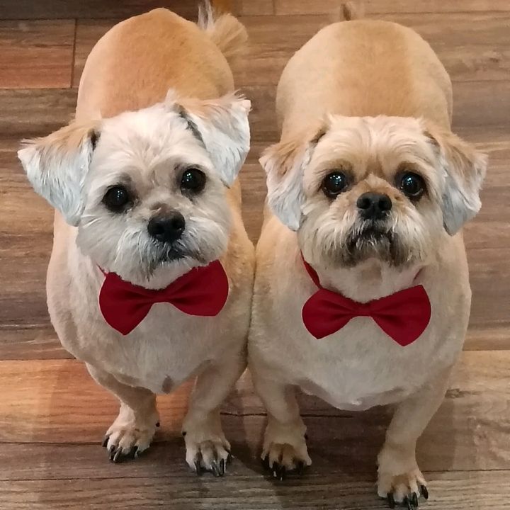 Tigbob & Toby