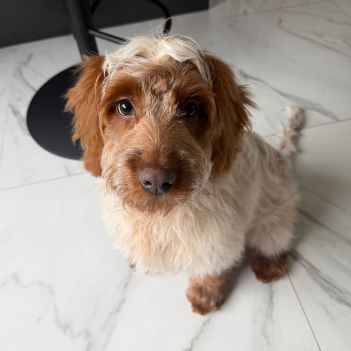 Odie the Cockapoo🐶