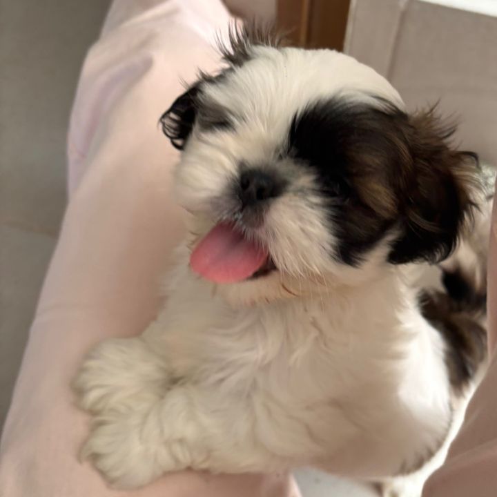 Tino