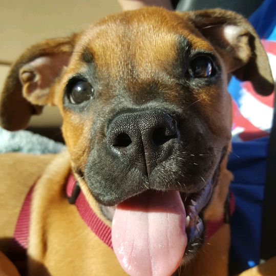 Lilogirlpup🐾