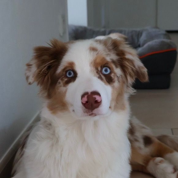 Julie🐶