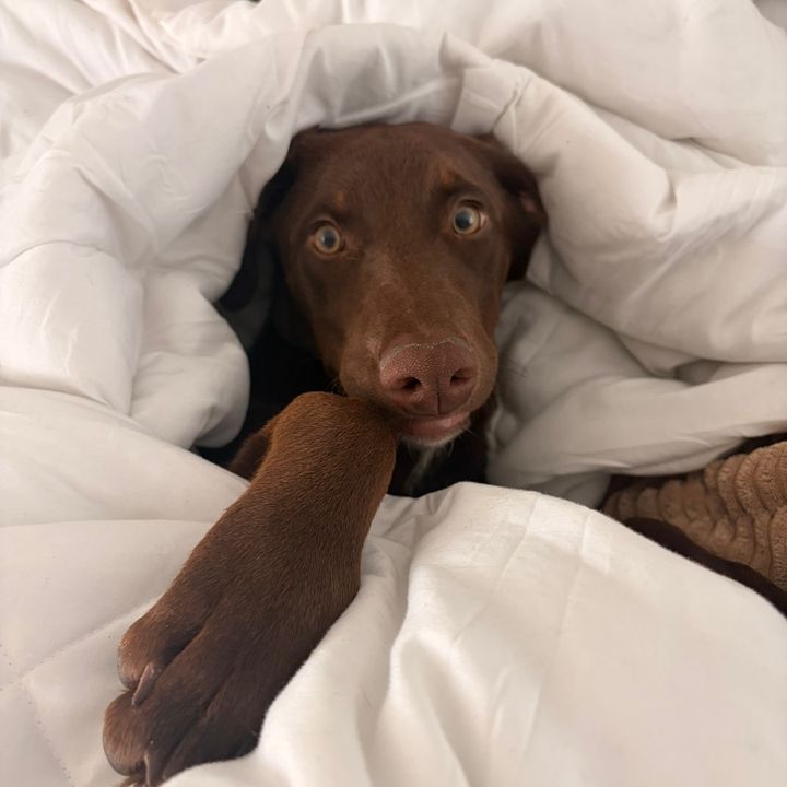 Beannie