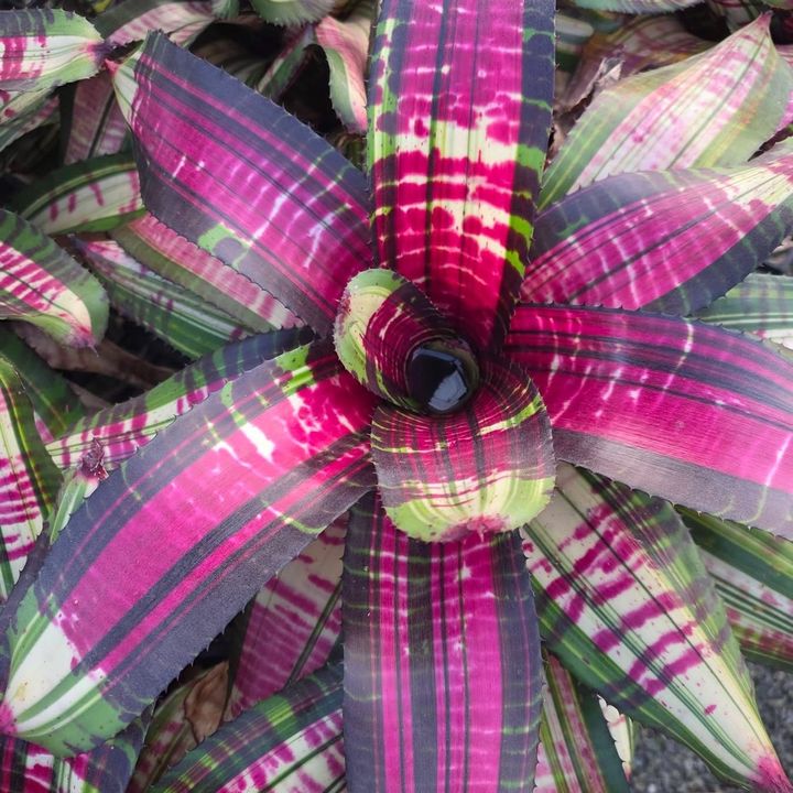 Bromeliad Vania