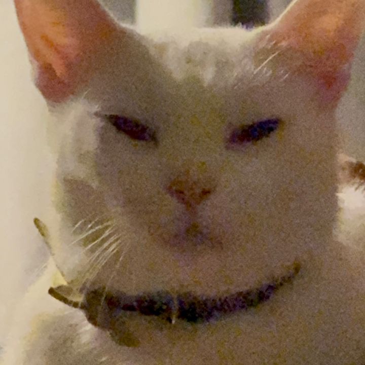 Vic