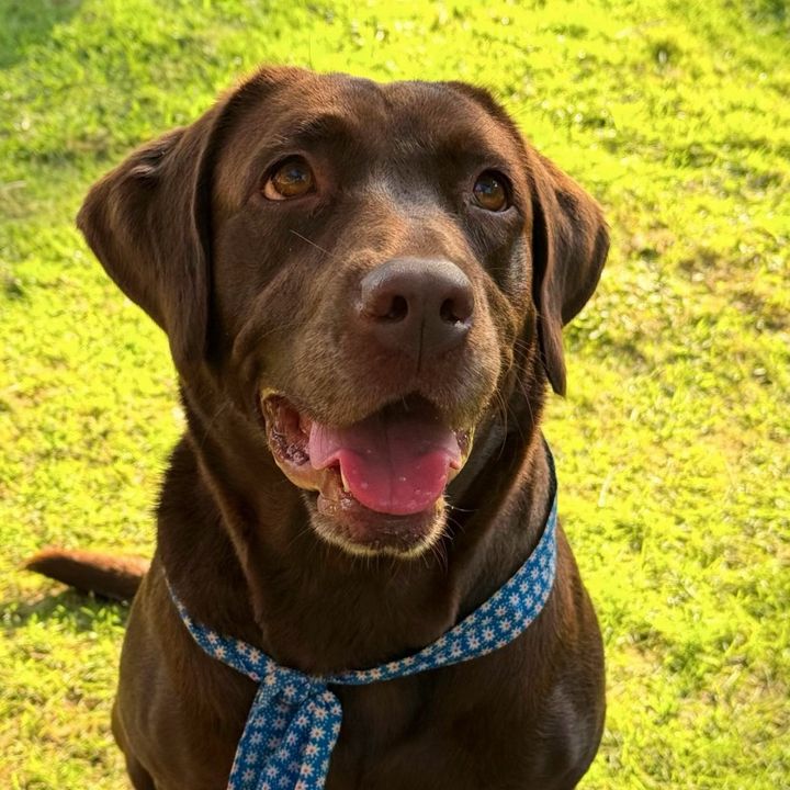 just Milo dog