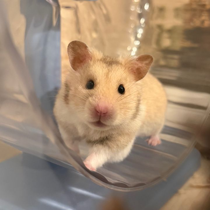 Peanut The Hamster 🐹