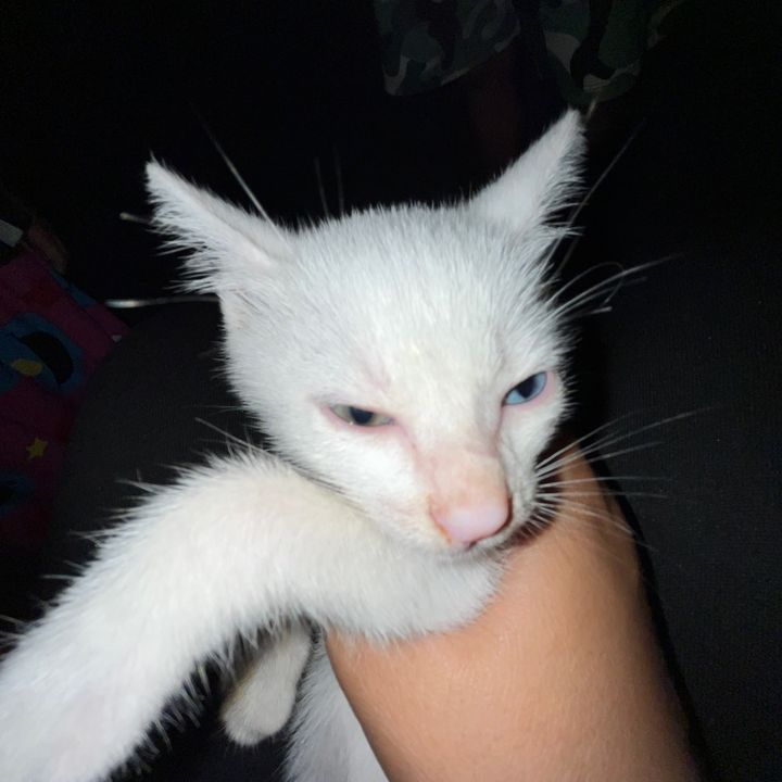 SNOWIE