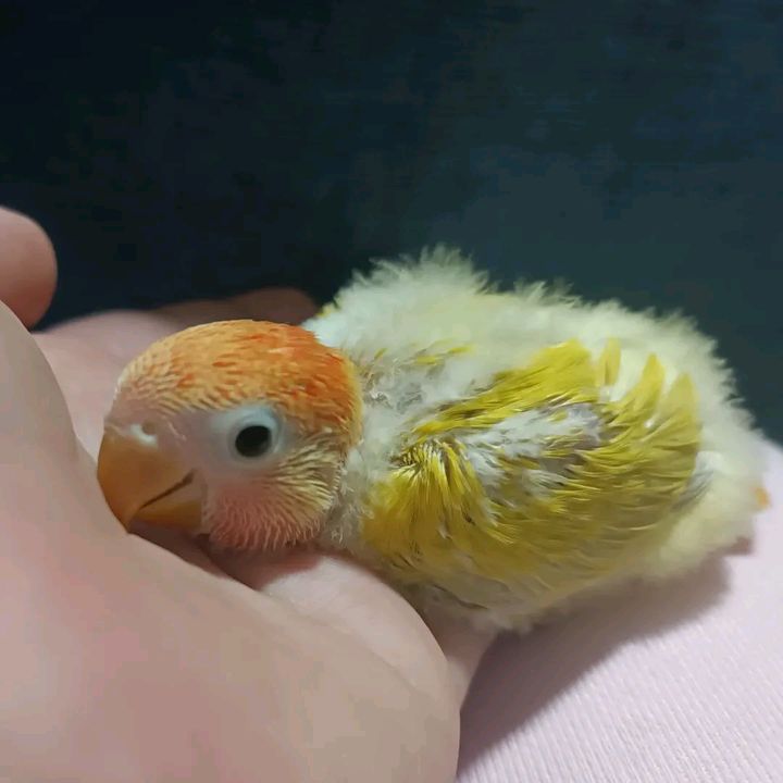 Mangocutebird