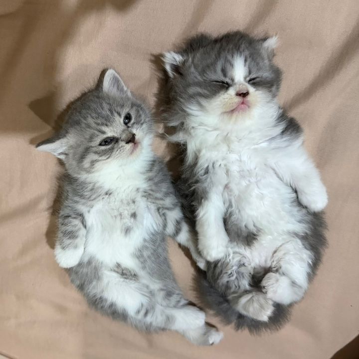 ดัมมี่รีวิว 🛒🧺 ⋆𐙚 ̊.