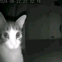 λntiFurry