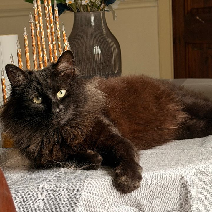 shinyY *KiittY* 🐈‍⬛🫠
