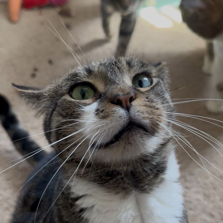 RescueCatCollective🩷