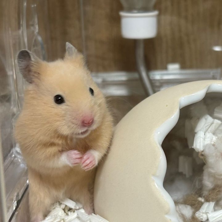 彼女のハムスターが生意気すぎる