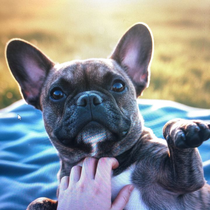 OneDogAtATime