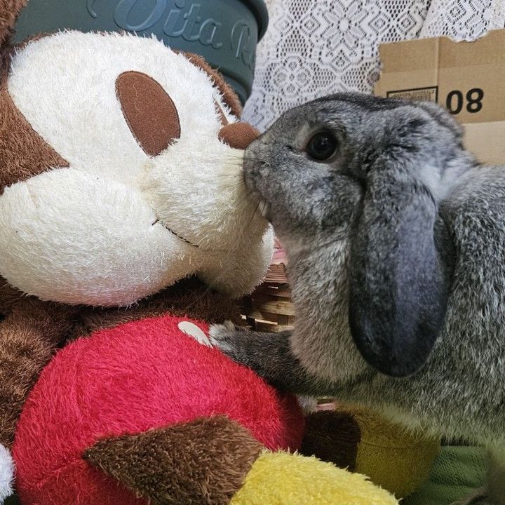 かわかわ銀丸と旅好き飼い主