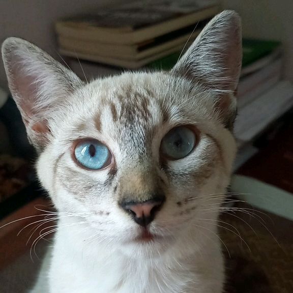 Gigre o gato