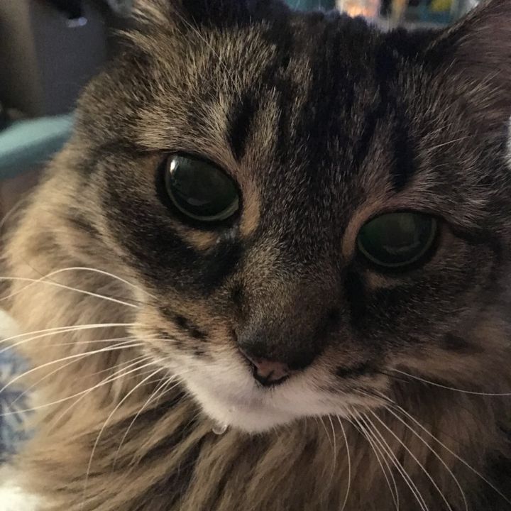 MeowmieFurReal❌