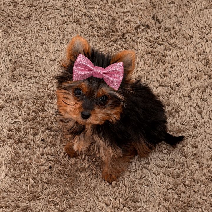 Cacau Pet 🐾