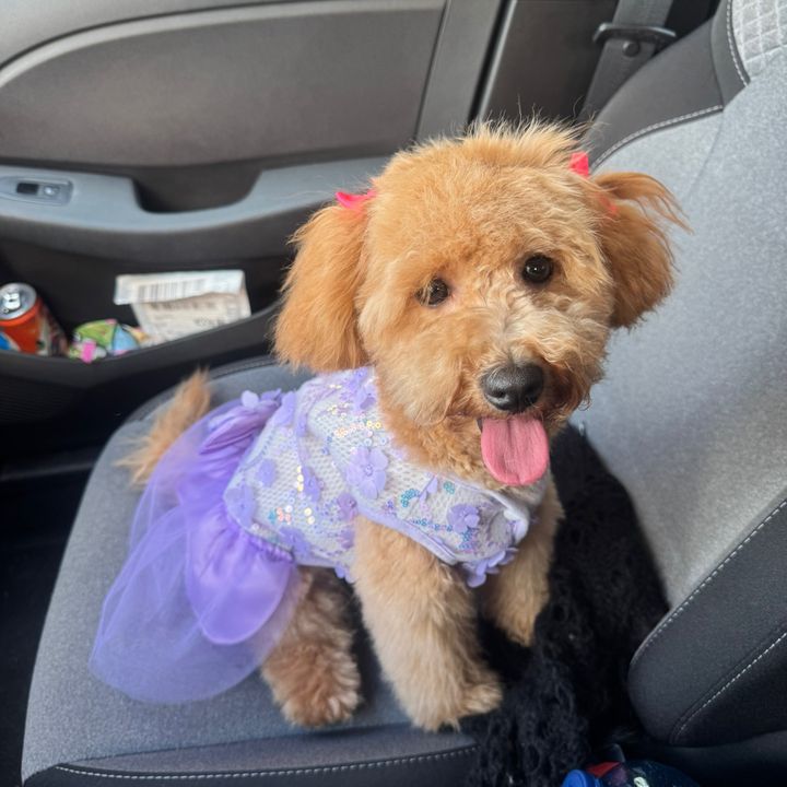 diva