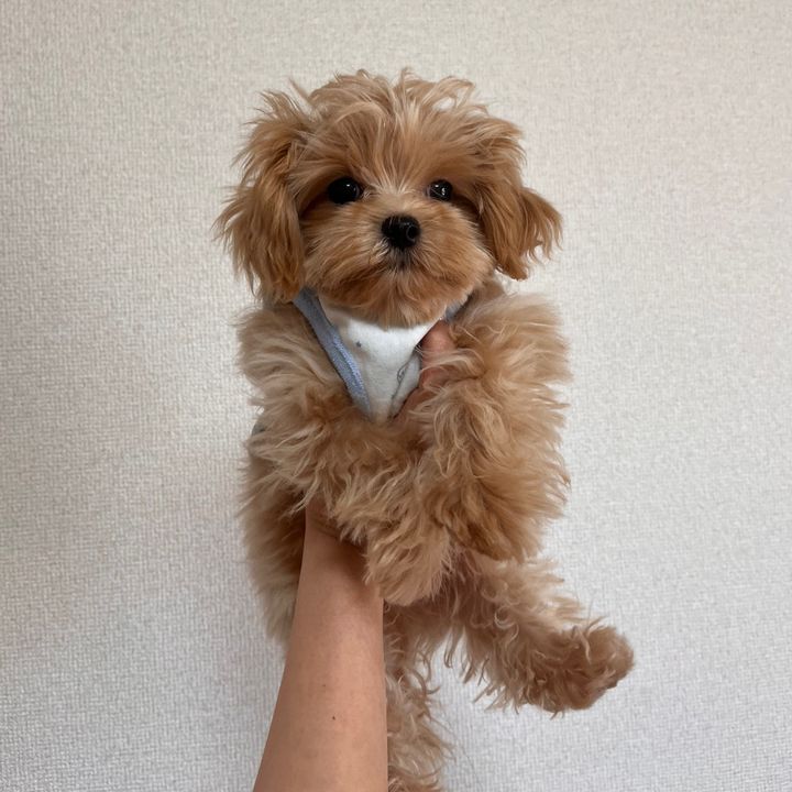 おこげさん🐶