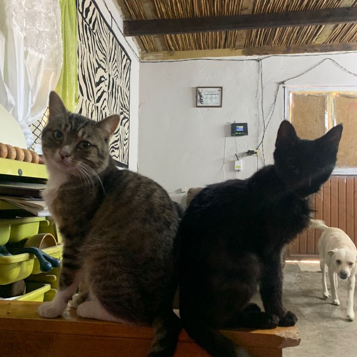 Cats and dogs