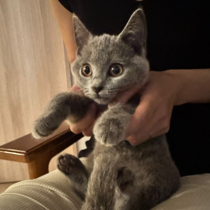 チル
